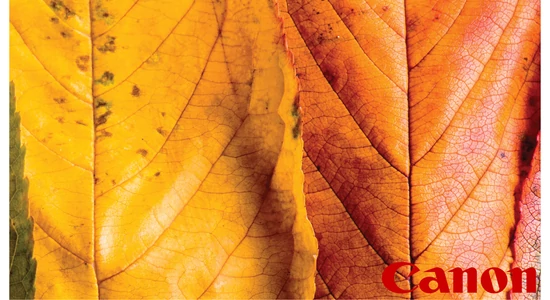 Canon Colorado, az automatizált nyomtatás bajnoka